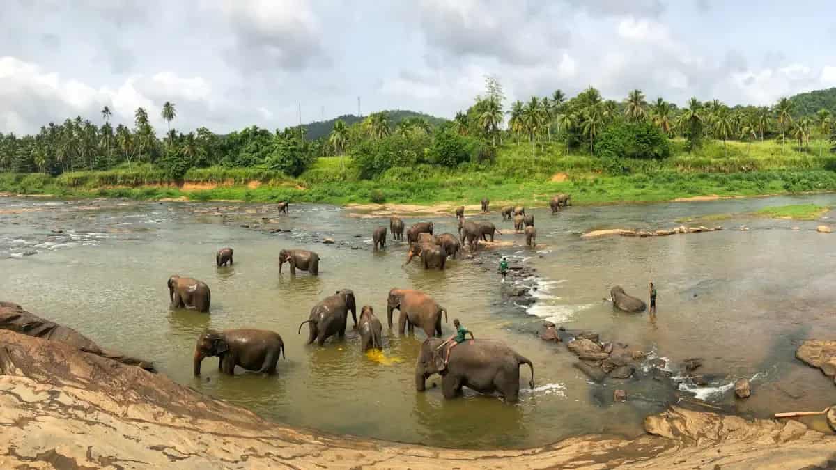 Elefanten am Wasser im Nationalpark