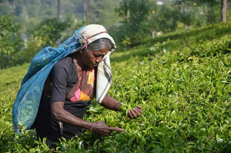 Teepflückerin in einer Plantage