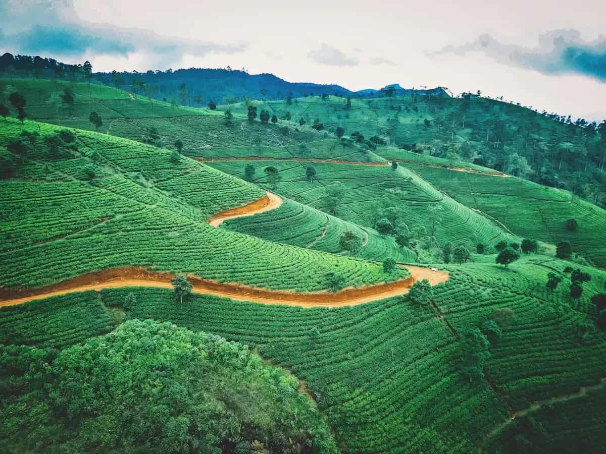 Teeplantagen im Hochland aus der Luft