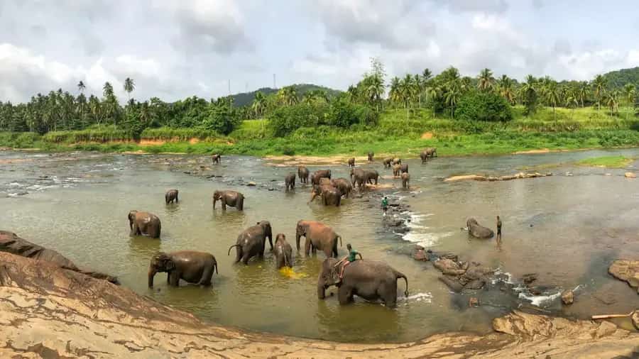 Elefanten am Wasser im Nationalpark