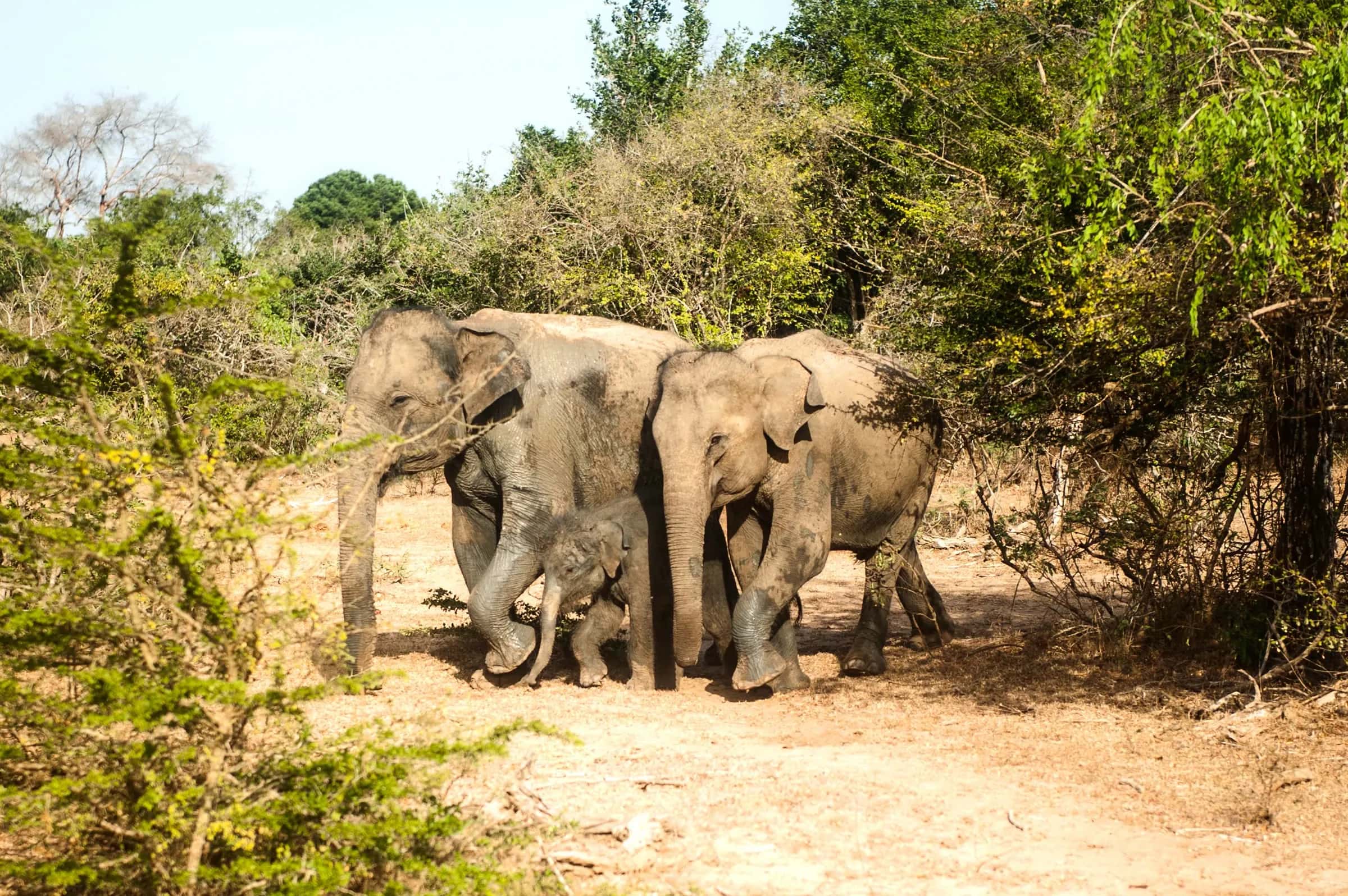 Wilde Elefantenfamilie mit Jungtier – Safari in Sri Lanka, auch für Familien