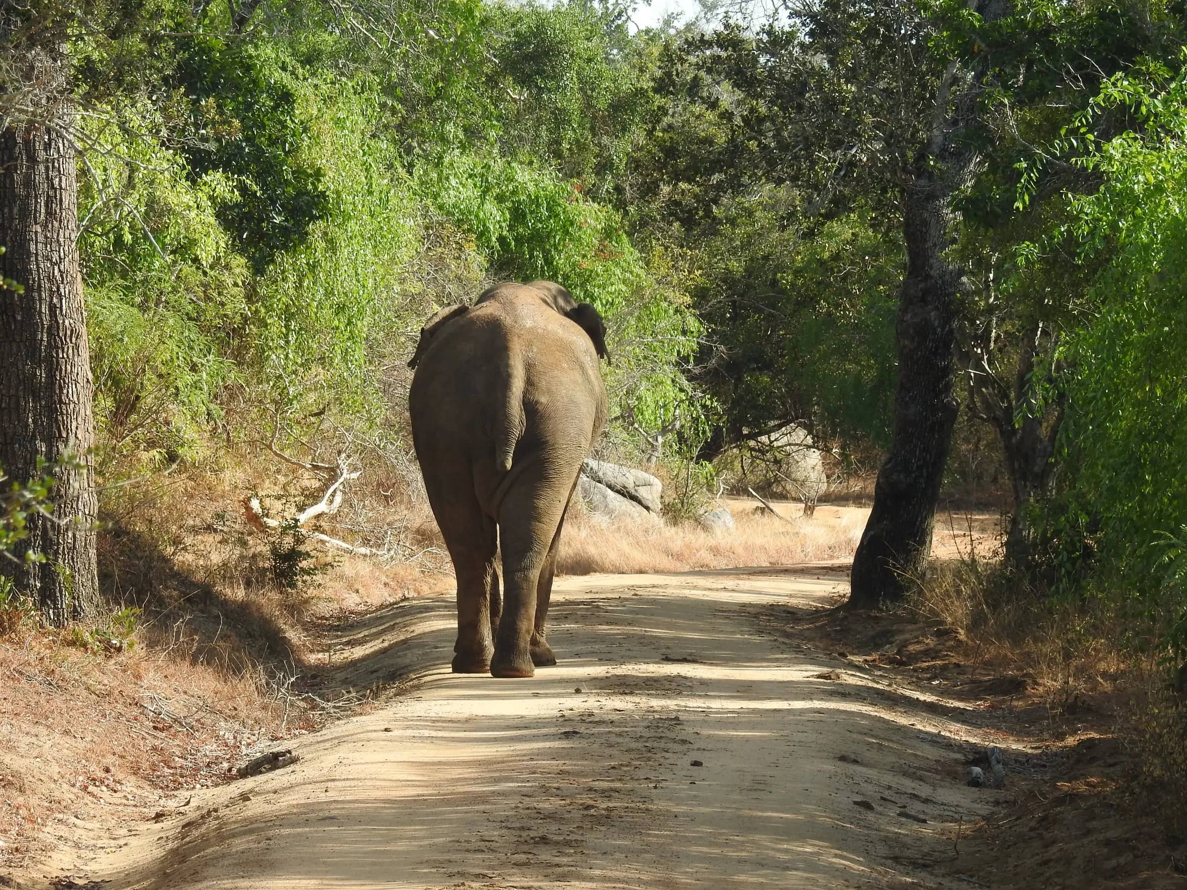 Wilder Elefant auf dem Pirschweg – Jeep-Safari in Sri Lanka