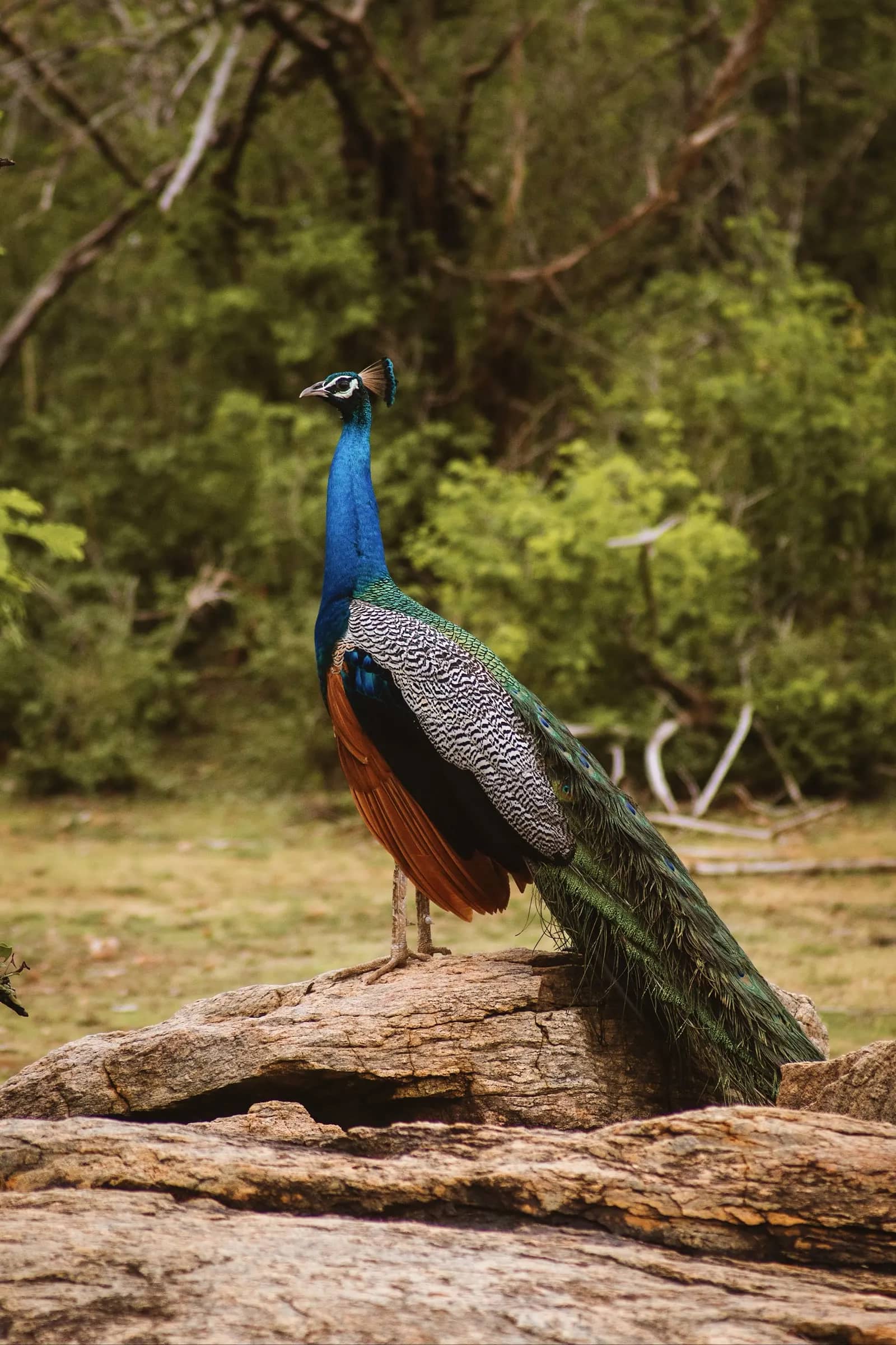 Pfau im Nationalpark – Tierbeobachtung in Sri Lanka