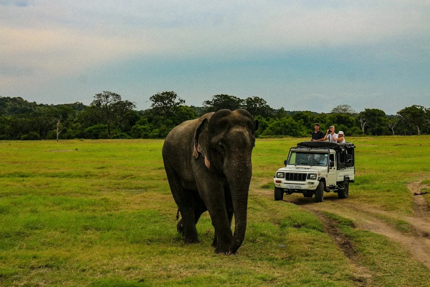 Ein Elefant läuft nahe einem Safari-Jeep über eine Wiese