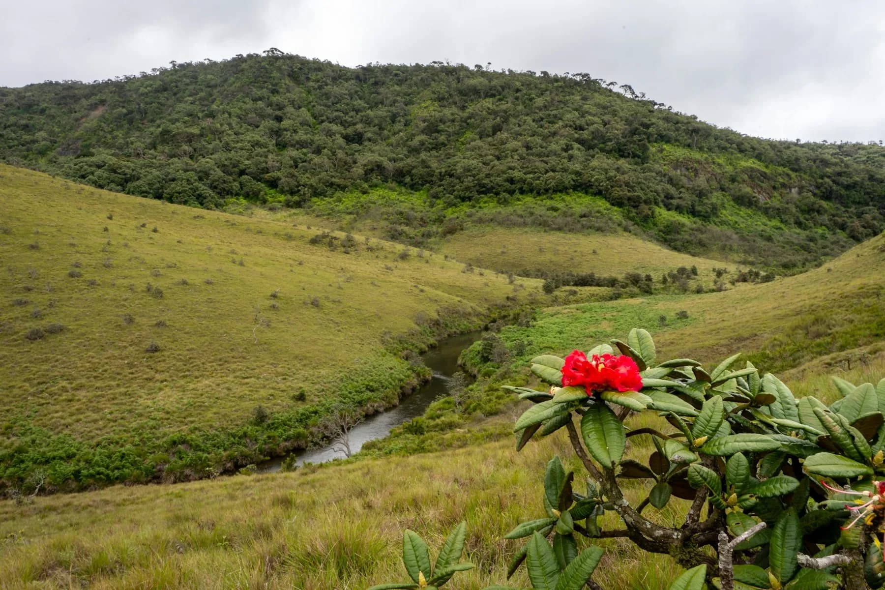 Grüne Hügel und ein Bach in der Hochebene der Horton Plains mit einer roten Rhododendronblüte