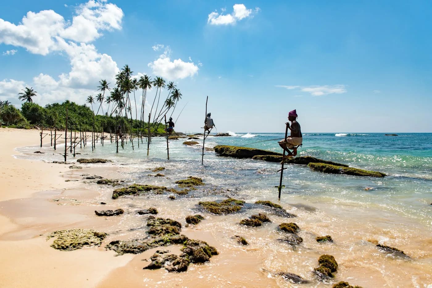 Stelzenfischer stehen im flachen Wasser vor einem Sandstrand mit Palmen