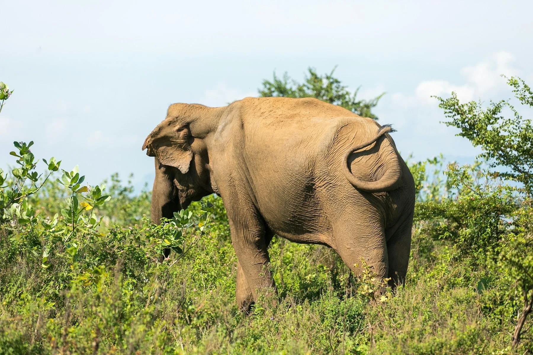 Ein Elefant steht in Buschland im Udawalawe-Nationalpark