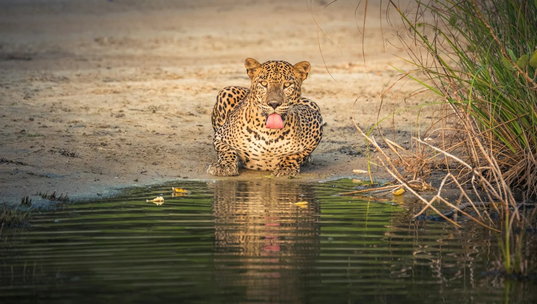 Ein Leopard liegt an einem Wasserloch im Yala-Nationalpark