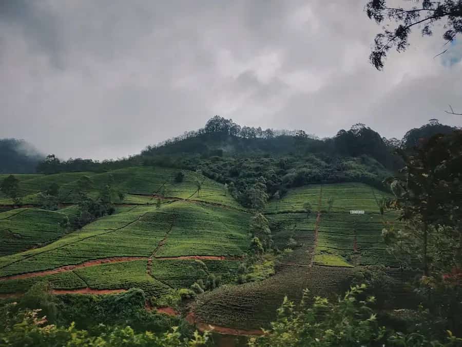 Ella Flower Garden Resort, Ella
