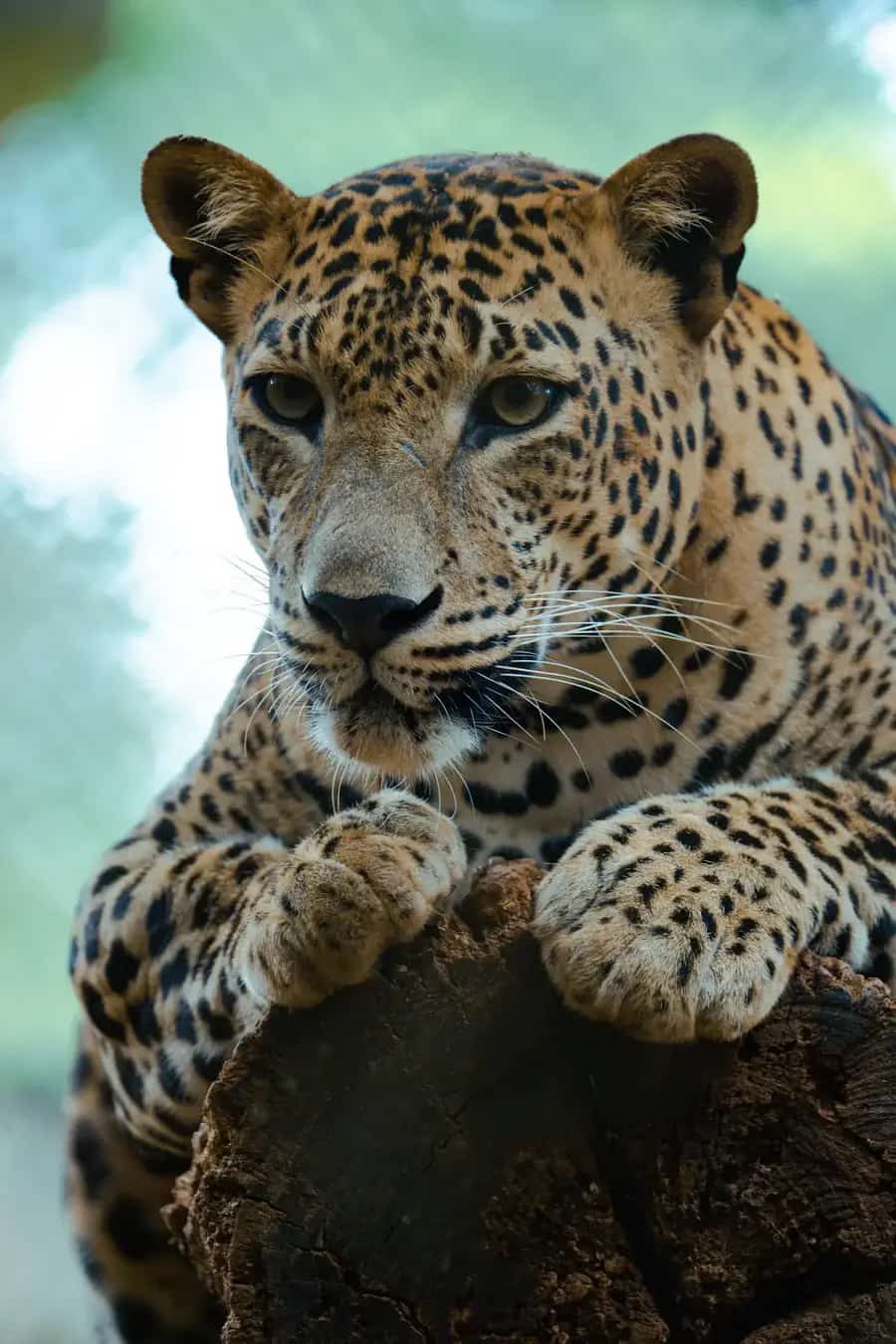 Leopard im Yala-Nationalpark