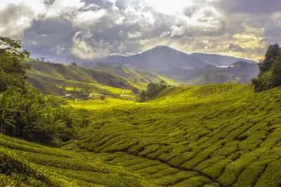 Teeplantage vor Bergen bei Nuwara Eliya